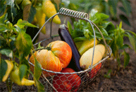 Complete Kansas Garden Guide