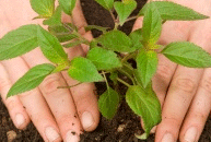 Vegetable Garden Planting Guide