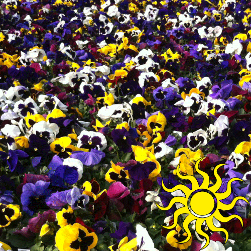 Spring Matrix Blotch Mix Pansy