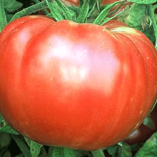 BRANDYWINE (I)H Tomato