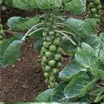 Brussel Sprouts