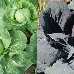 Cabbage