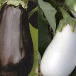 Eggplant