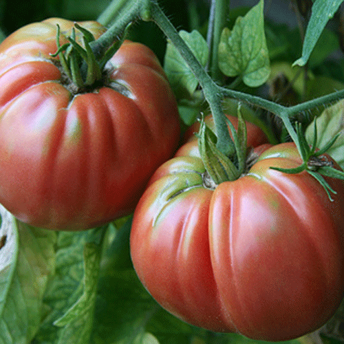 GIANT BELGIUM (I)H Tomato