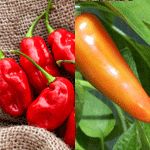 Hot Peppers