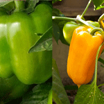 Sweet Peppers