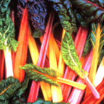 Swiss Chard