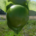 Tomatillo