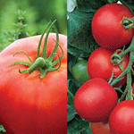 Tomatoes