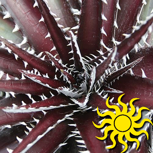 Dyckia Burgundy Ice