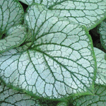 Brunnera