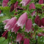 Campanula