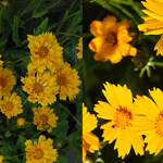 Coreopsis