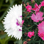 Dianthus