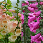 Digitalis