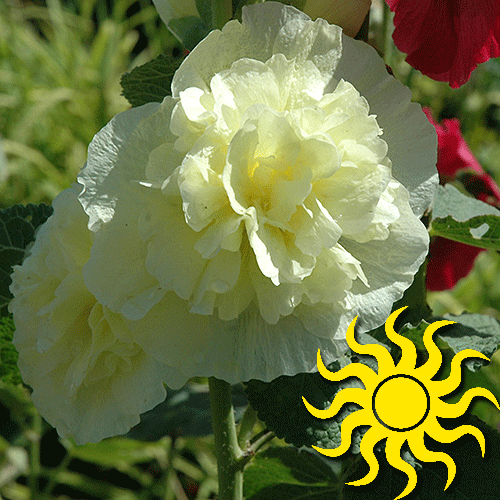 Chater’s Double Yellow Hollyhock