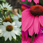 Echinacea