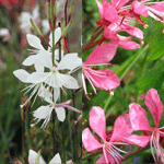 Gaura