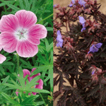 Geranium