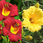 Hemerocallis