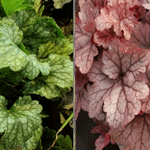 Heuchera