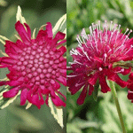 Knautia