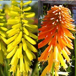 Kniphofia