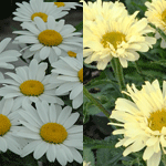 Leucanthemum