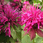 Monarda