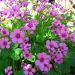 Oxalis