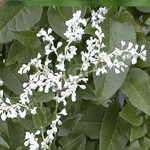 Polygonum