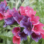 Pulmonaria