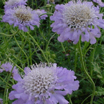 Scabiosa