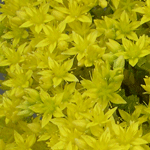 Sedum