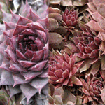 Sempervivum