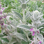 Stachys