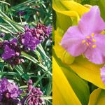 Tradescantia