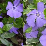 Vinca