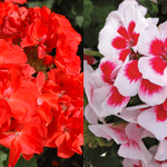 Geraniums