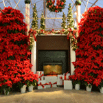 Poinsettias