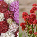 Armeria