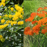 Asclepias