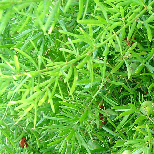 Asparagus Fern