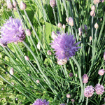 Chives