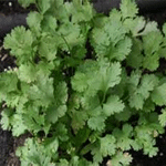 Corander (Cilantro)