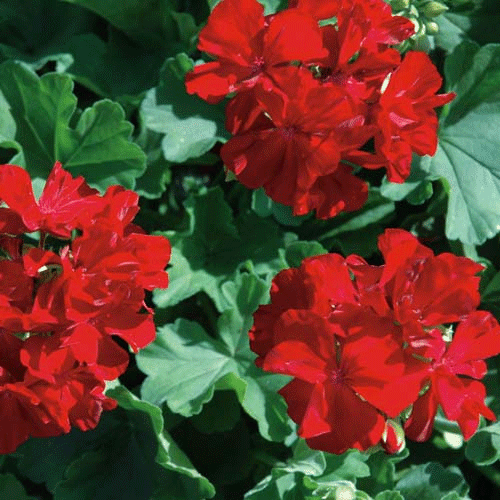 Geranium Calliope Dark Red