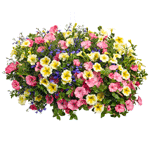 Hanging Baskets