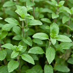 Oregano