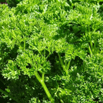 Parsley