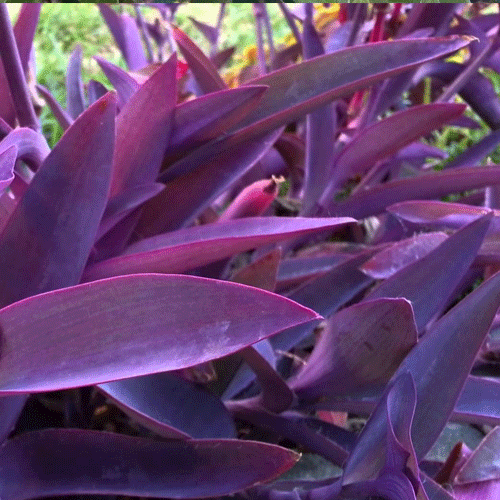 Foliage Wandering Jew Purple